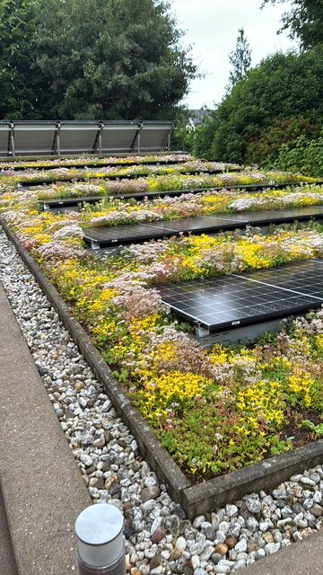 Extensive green roof with flowering sedum and elevated photovoltaic modules